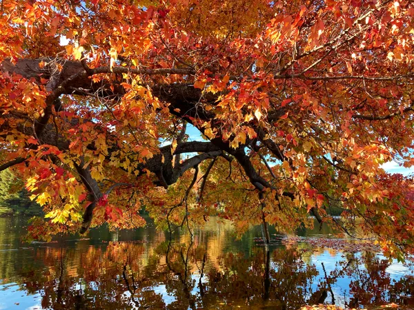 Fall foliage thumbnail