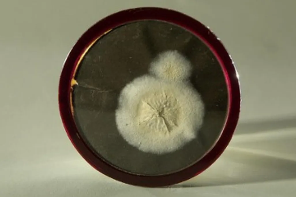 The original penicillin mold