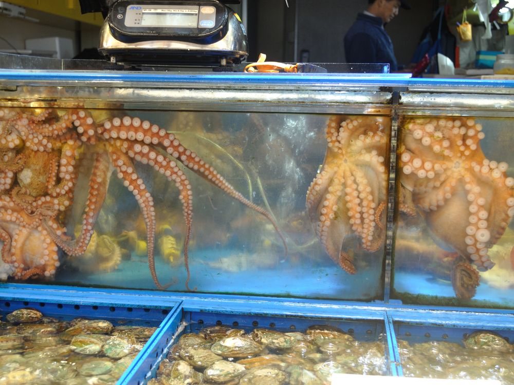 Octopus In Tank Smithsonian Photo Contest Smithsonian Magazine 