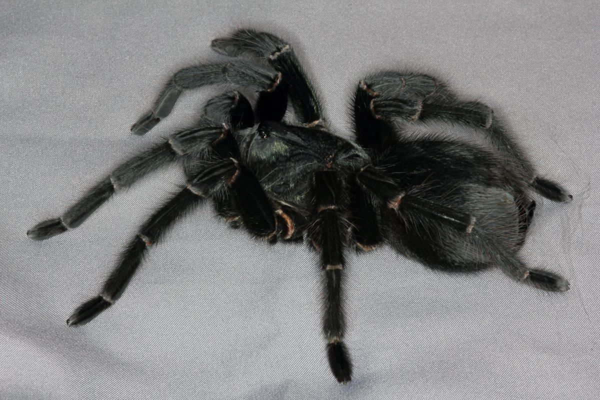 Meet the Prize-Winning Spiders From the British Tarantula