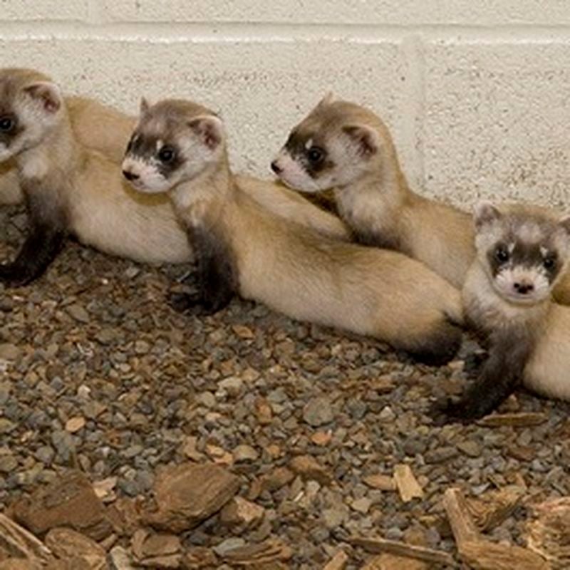 Black footed 2024 ferret iucn