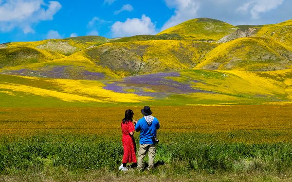 Tourists Observing the Superbloom thumbnail
