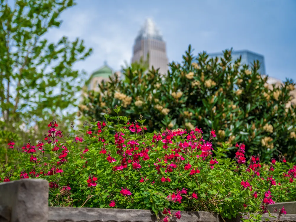 Romare Bearden Park - 154.png