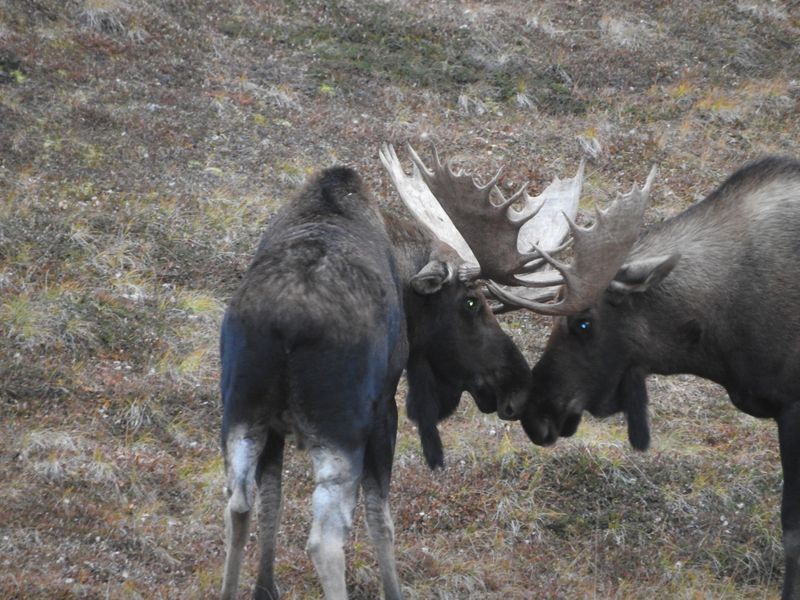 Two moose engaged in combat in Alaska | Smithsonian Photo Contest ...