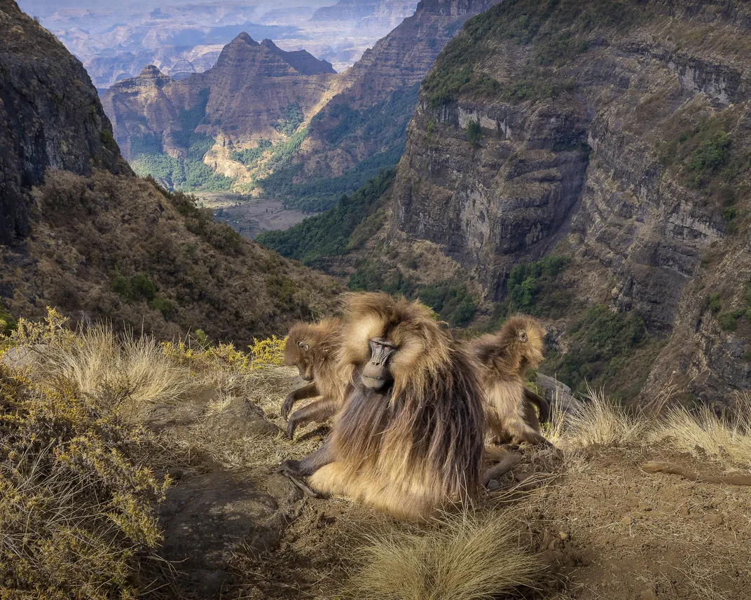 An iconic animal of Ethiopia's Simien Mountains