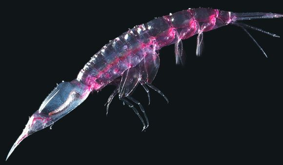 Pink Hyperiid