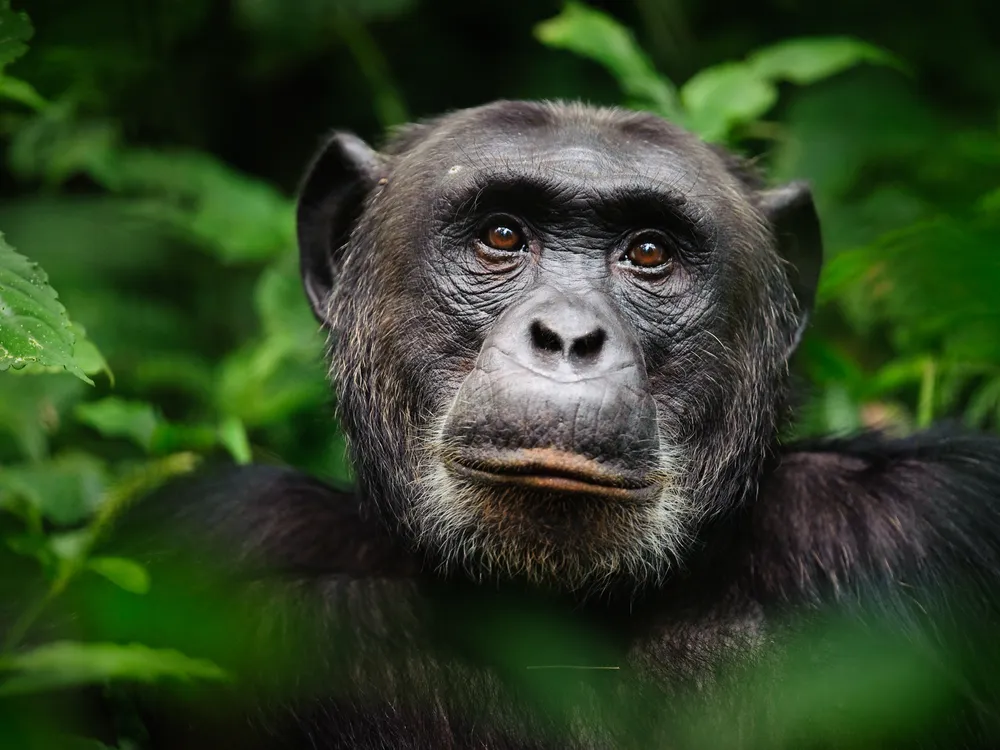 The dark face of a chimpanzee against a green backdrop of leaves