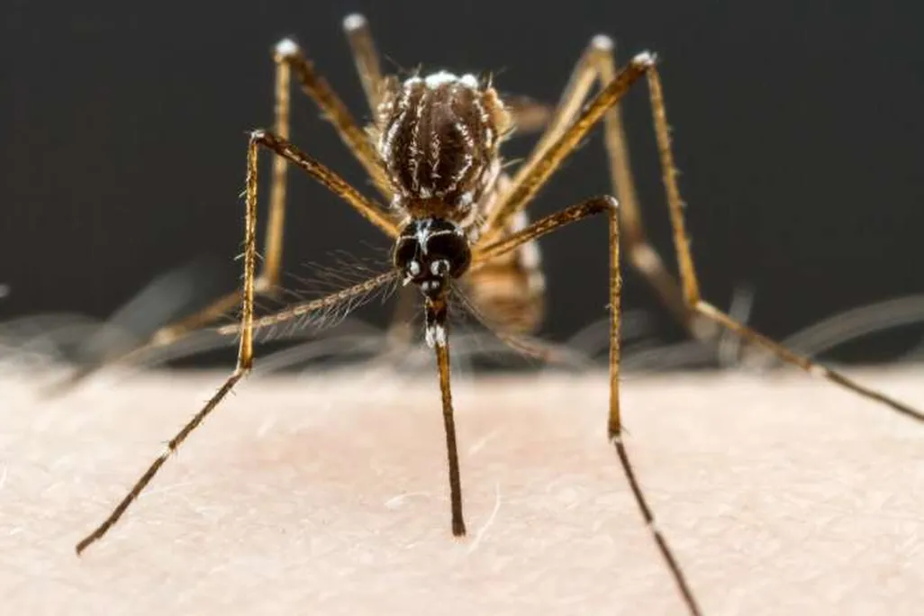 Mosquito