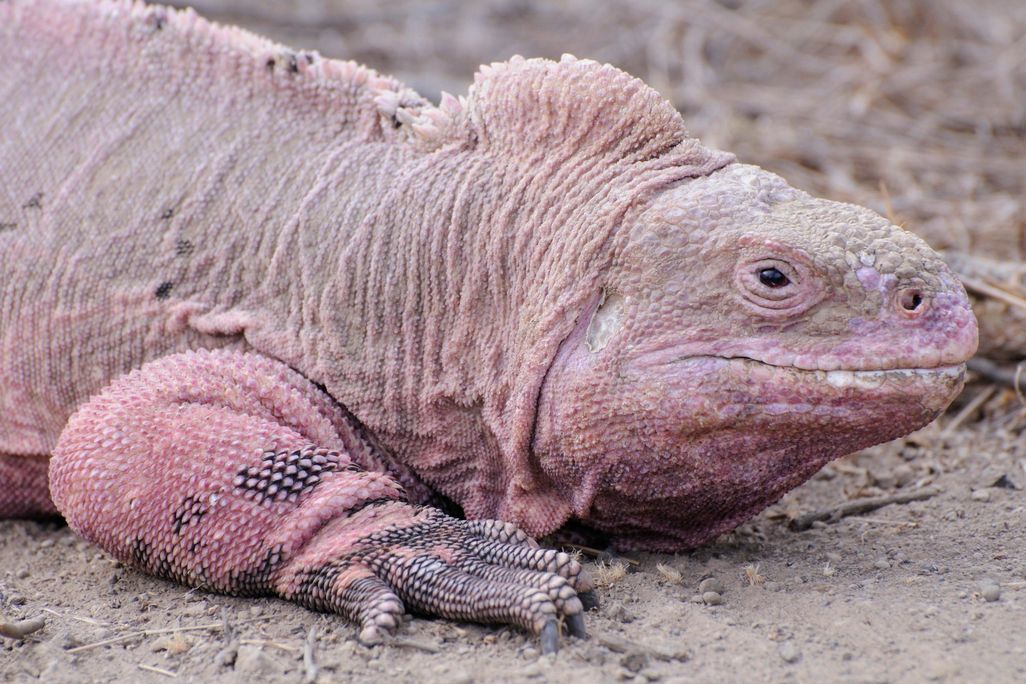 Pink Iguana
