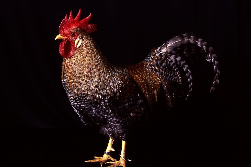 A side view of a rooster on a black background