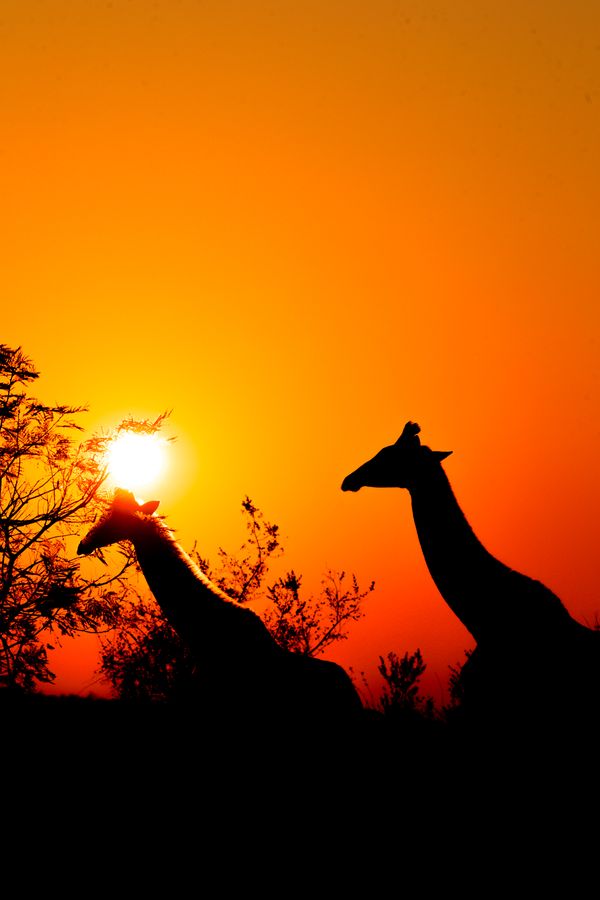 Giraffe Sunrise Silhouette thumbnail