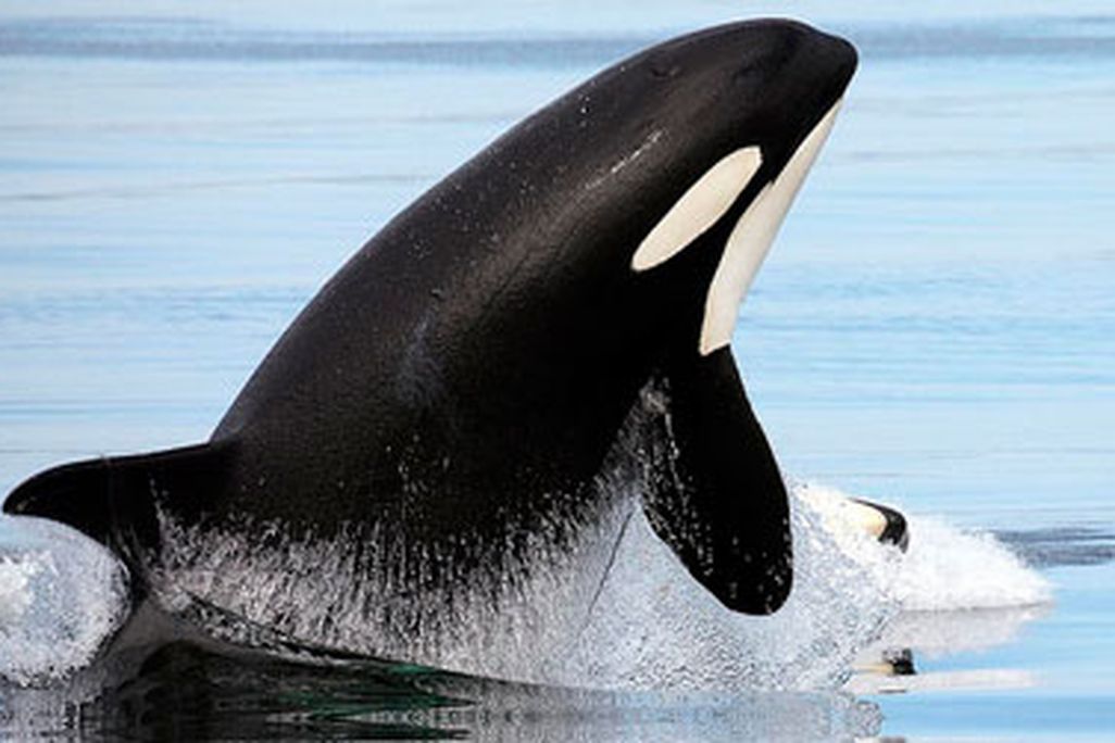 Orcinus orca