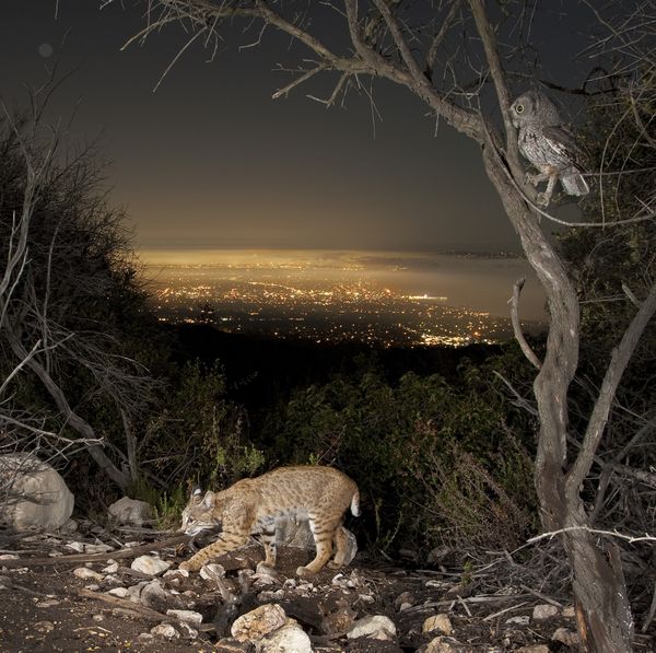 The Owl and the Bobcat Above Los Angeles thumbnail