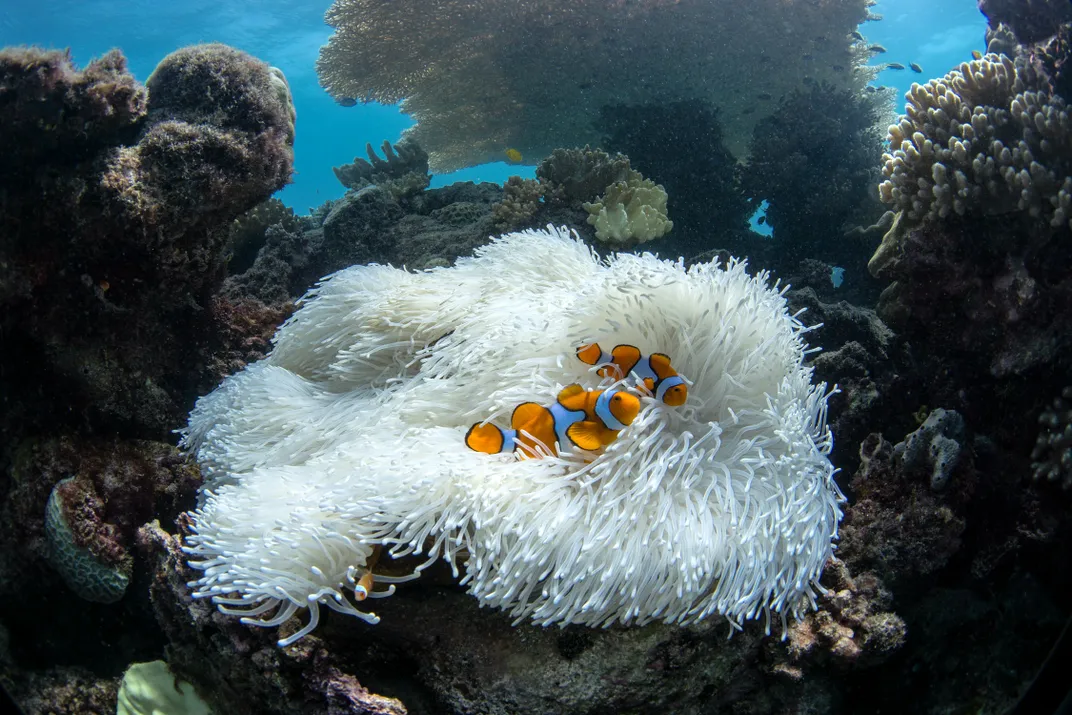Two clownfish among a bleached anemone