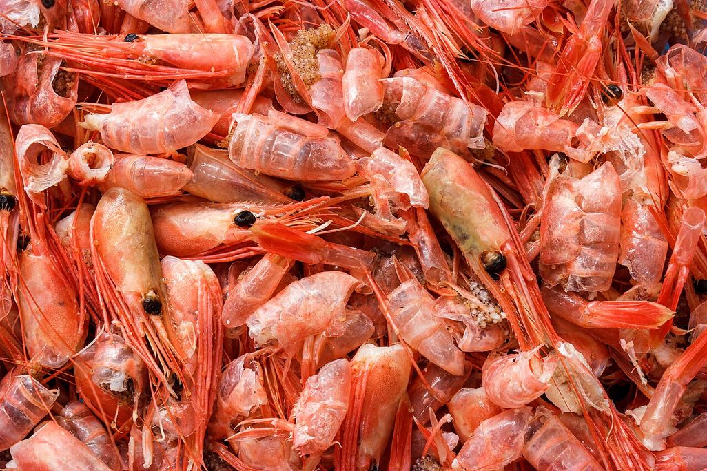 Shrimp shells.jpg
