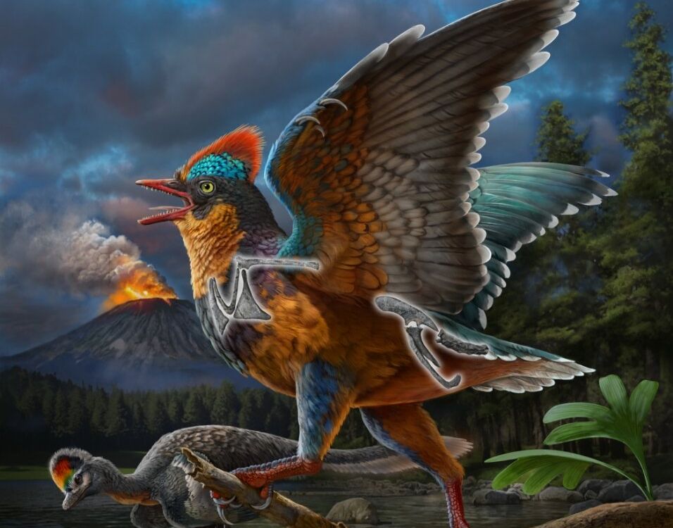 An artistic representation of the colorful Baminornis zhenghensis in front of a volcano