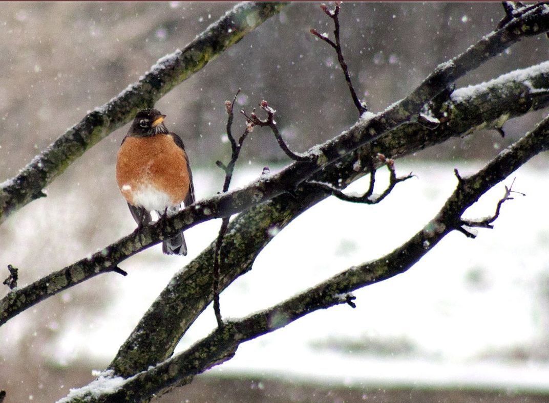 Snow Robin Smithsonian Photo Contest Smithsonian Magazine