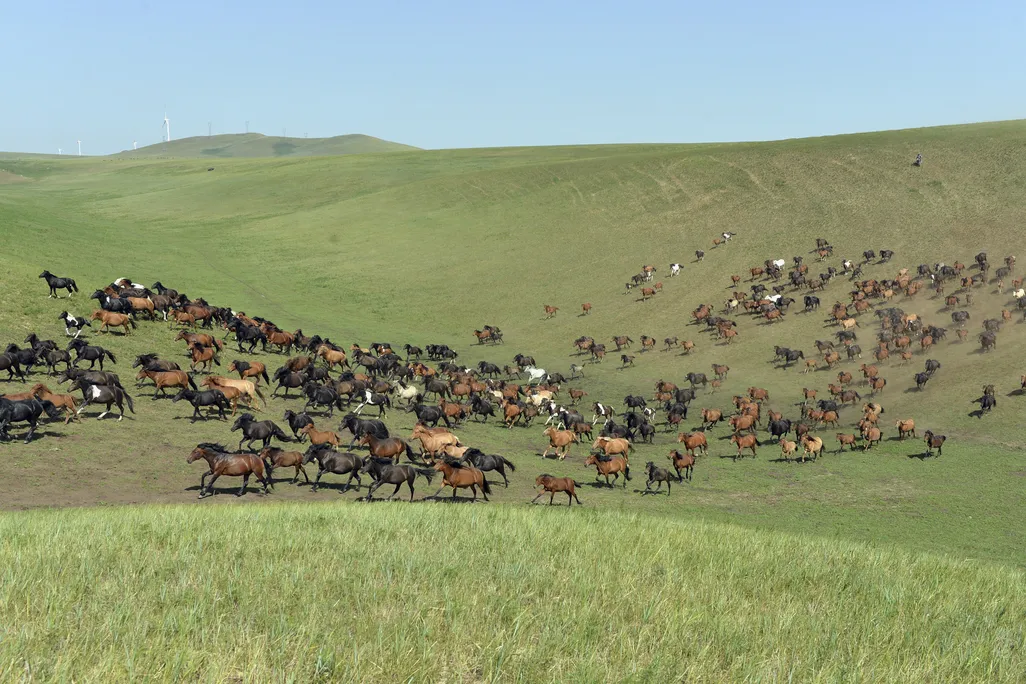 Mongolia Horses