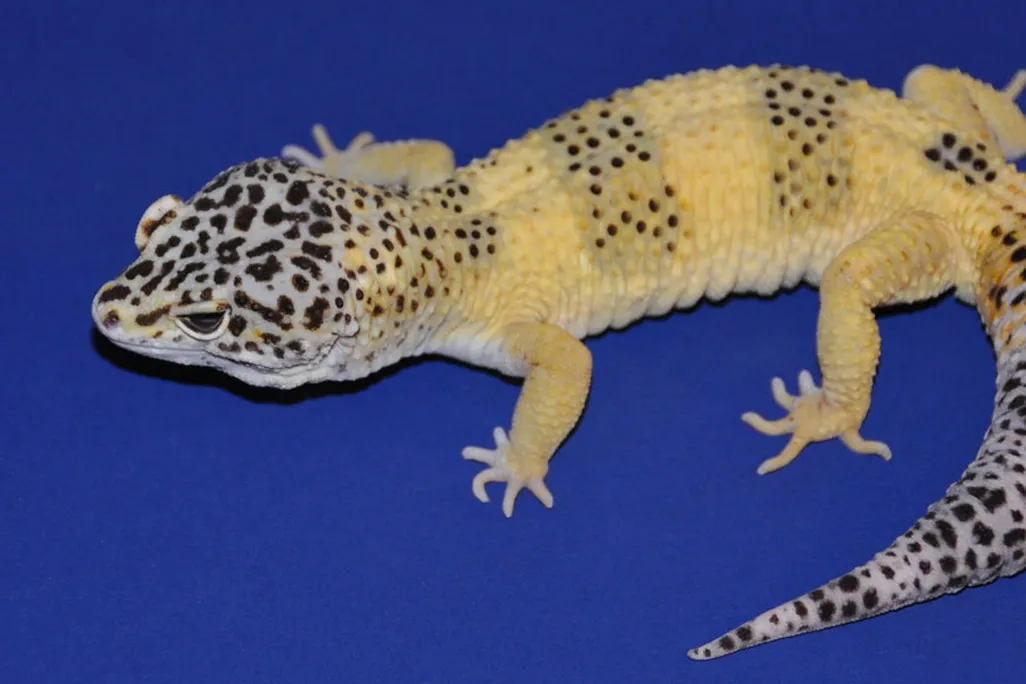 A close up of Mr. Frosty, a lemon frost variant of leopard gecko. The gecko has black spots on its head, tail and two segments on its body, The rest of the geckos skin color is yellow. 