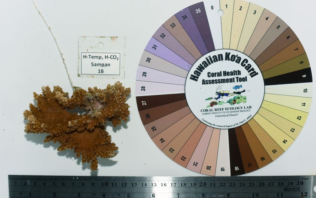 A A color wheel called a "Hawaiian Ko'a Card Coral Assessment Tool" with 36 colors in a circle. Next to it is a piece of coral with an accompanying tag that reads "H-Temp, H-CO2, Sampan, 1B." A ruler is underneath the coral and color wheel.