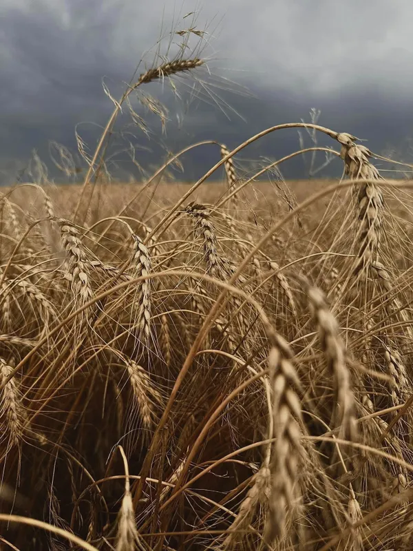 Amber Waves of Grain thumbnail