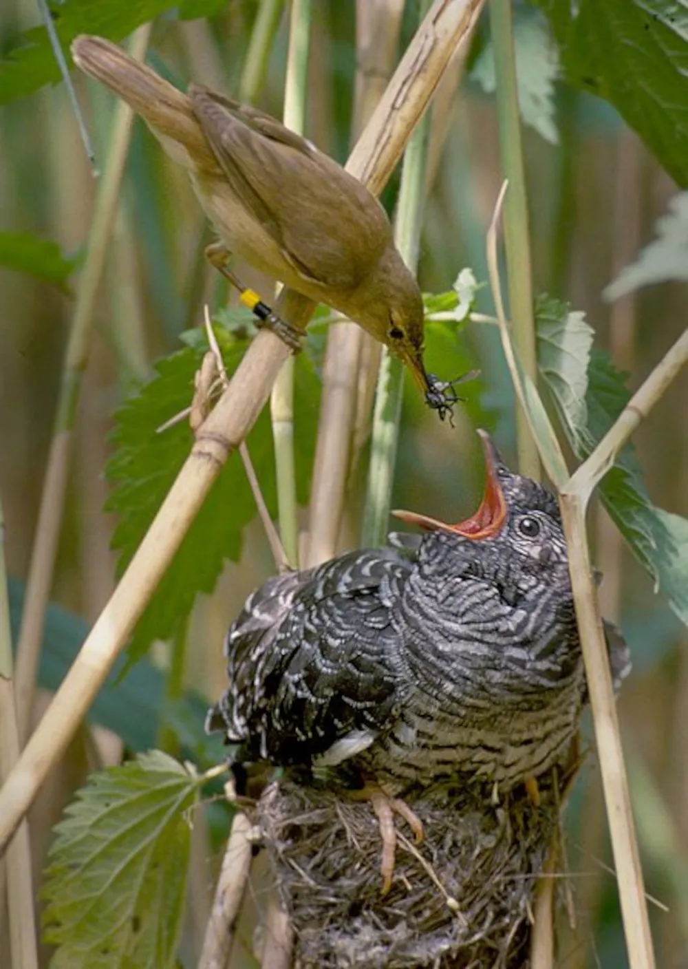 Reed Warbler Feeding a Common Cuckoo Chick