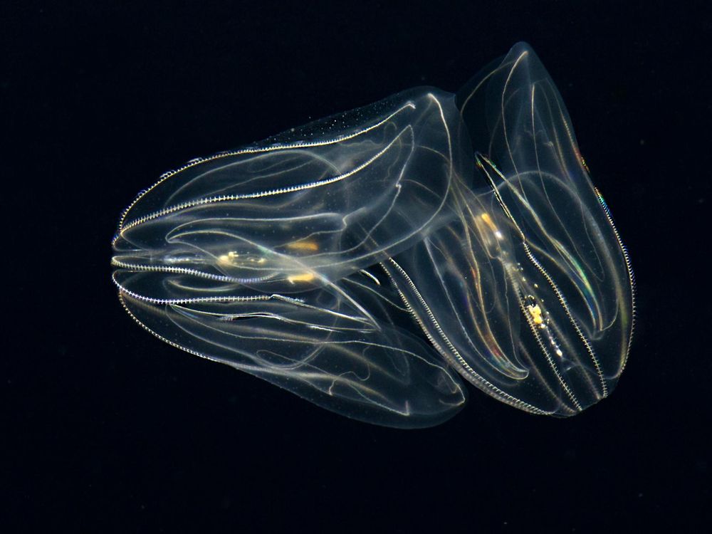 Scientists Think Comb Jellies May Have Come Before All Other Animals