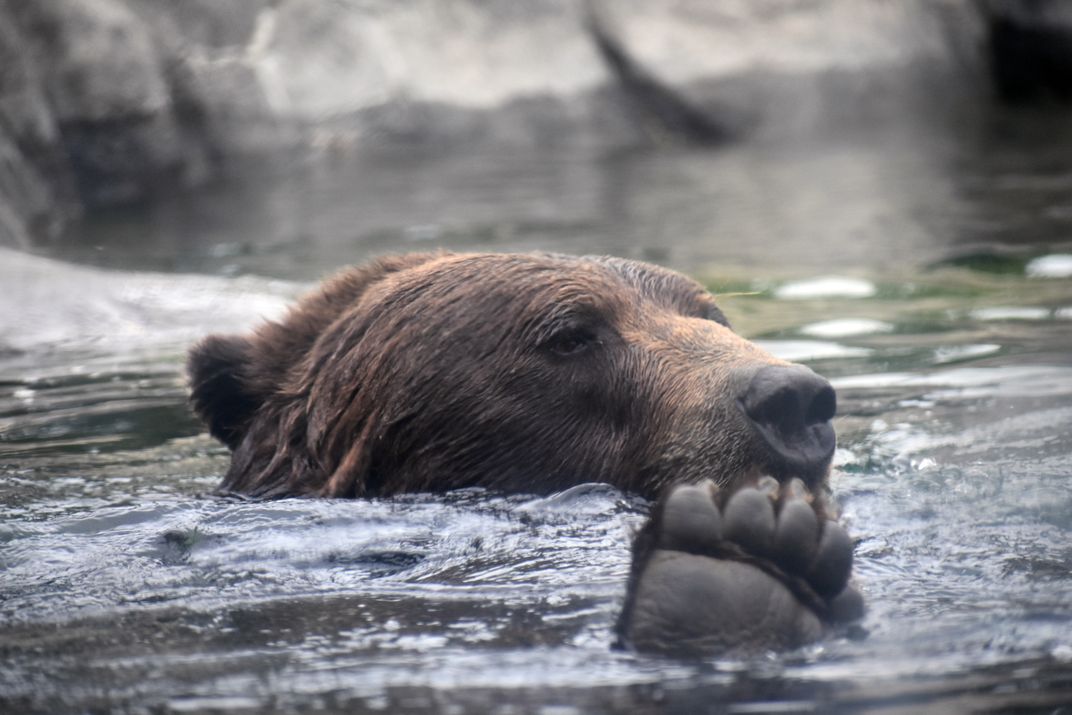 Brown Bear Relaxing Smithsonian Photo Contest Smithsonian Magazine