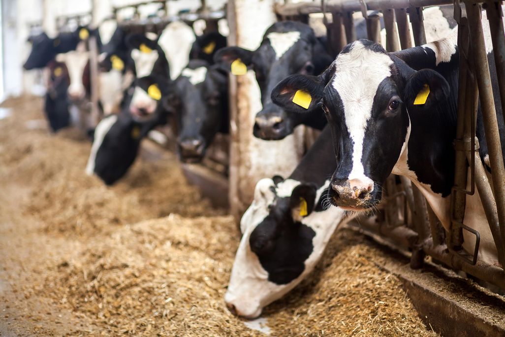 Optimizing cows