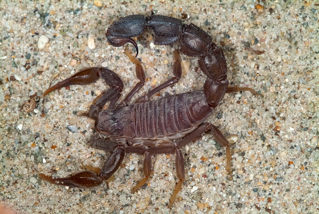 Scorpions Swept Into Egyptian Homes By Floods Sting More Than 500 People Smart News Smithsonian Magazine