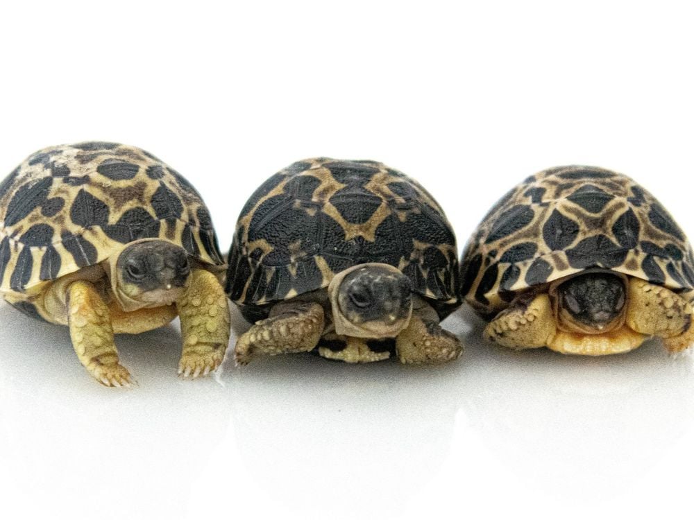 three small radiated tortoises