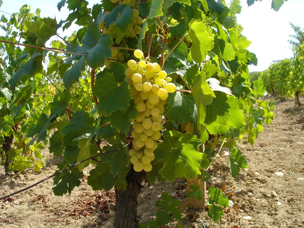 Wine Grapes