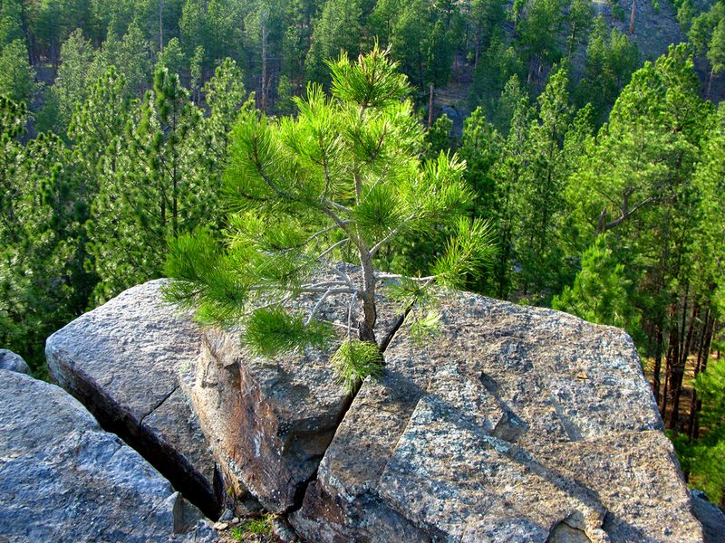 A young tree perched above its elders in Custer State Park, South