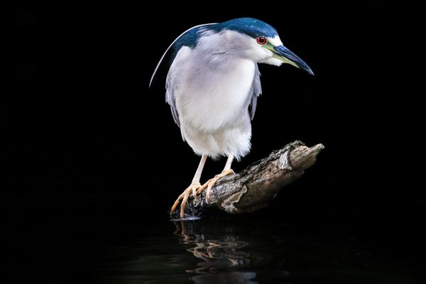 Silent Hunter thumbnail