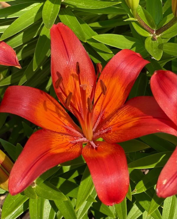 A fire orange lily in my front yard. thumbnail