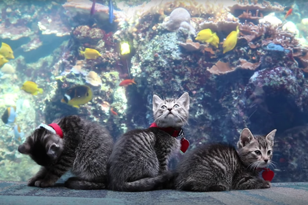 The Atlanta Humane Society has taken some of their kittens and puppies to the Georgia Aquarium to get a break from quarantine.