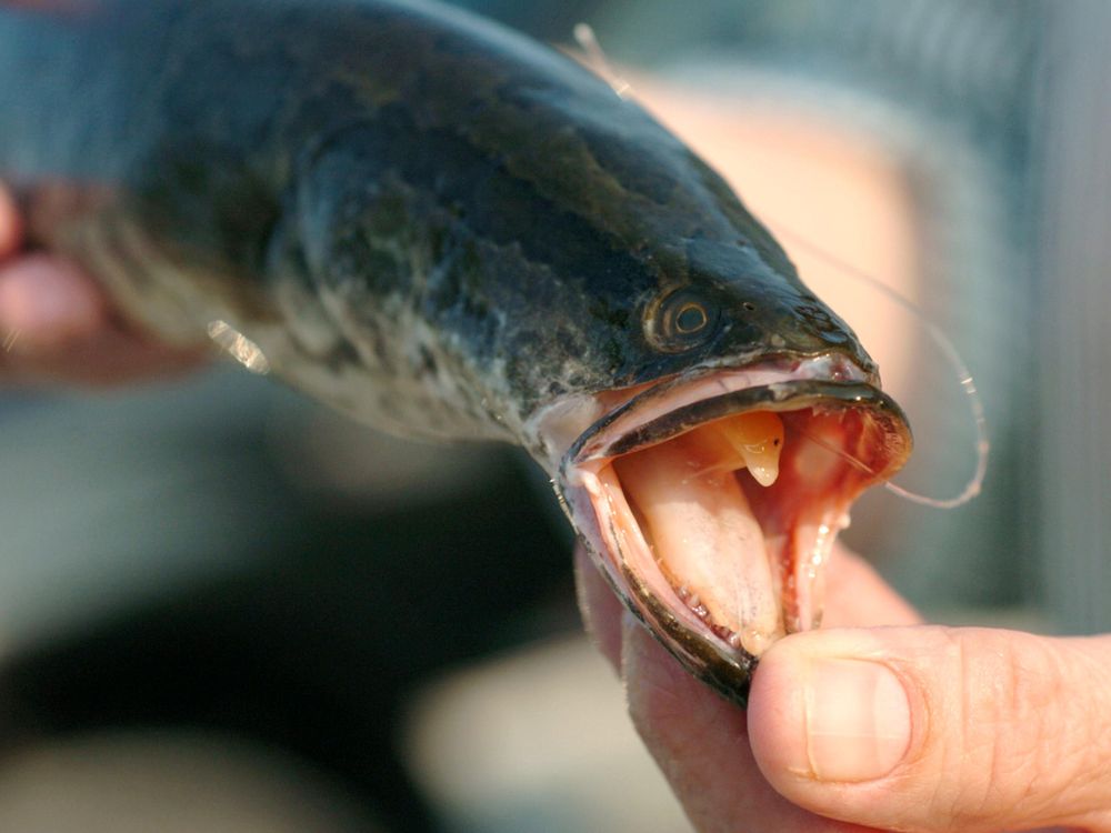 Hands holding northern snakehead 