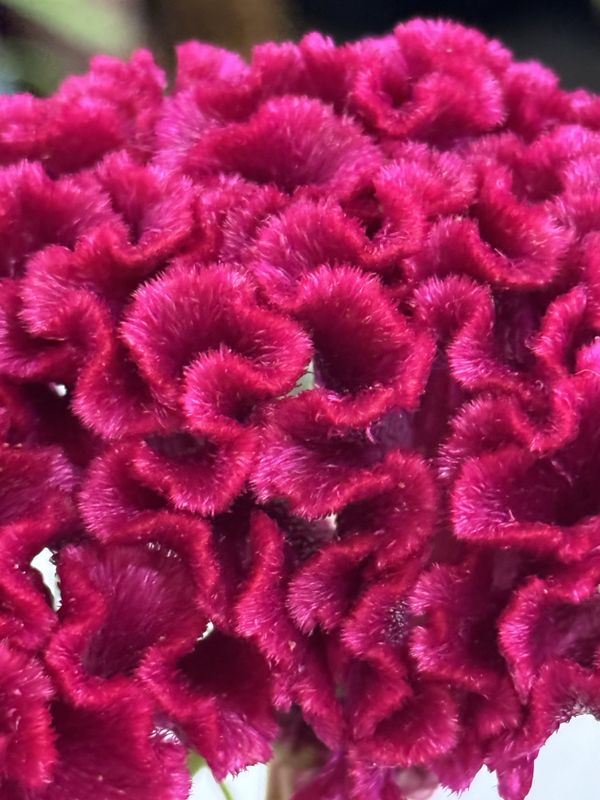 Pink Coral in Floral thumbnail