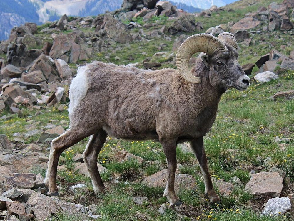 1200px-New_Mexico_Bighorn_Sheep.JPG