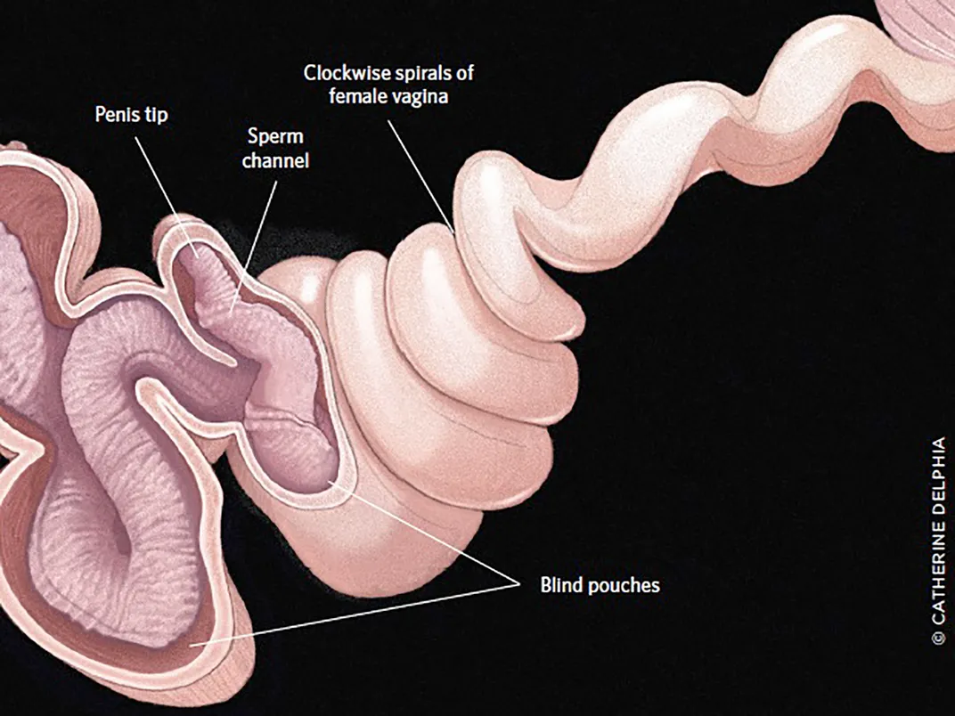 Duck Vagina and Penis Illustration