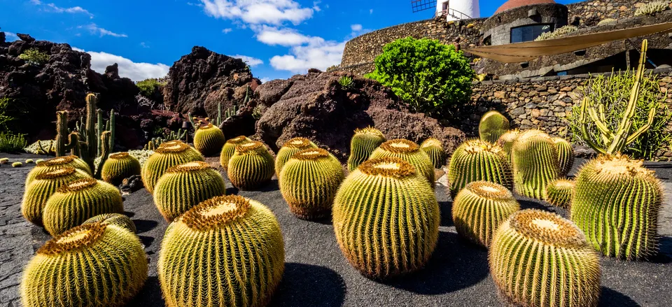 Cactus garden on Lanzarote, Canary Islands 