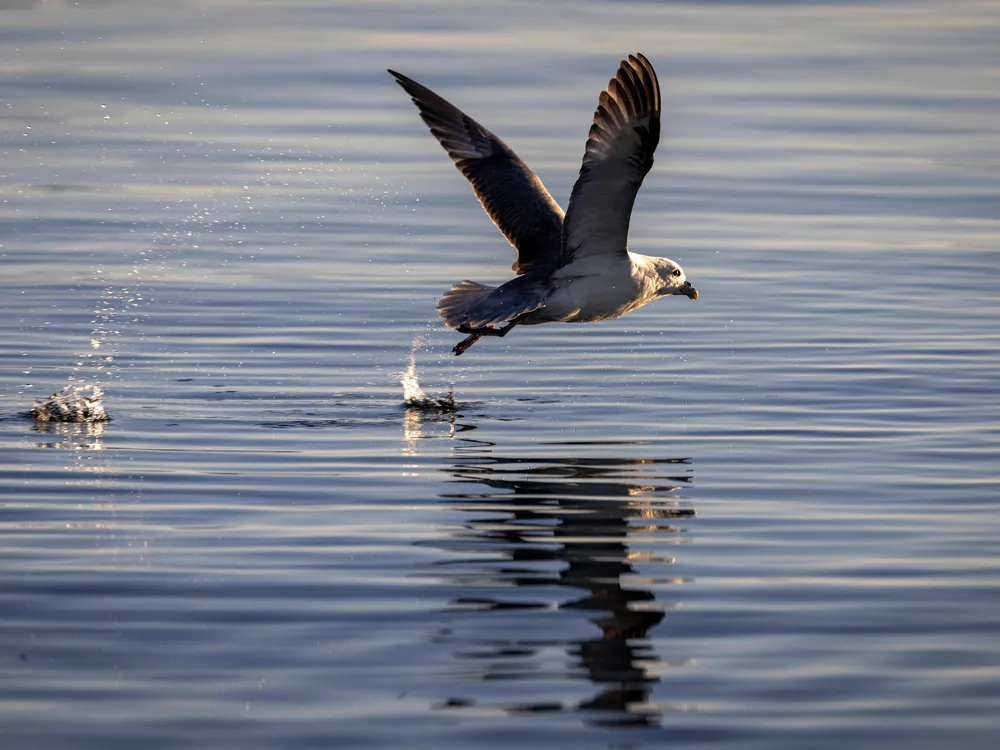 A seabird flies over the surface of the water