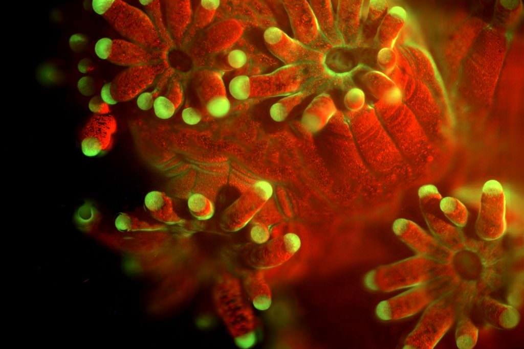 Coral