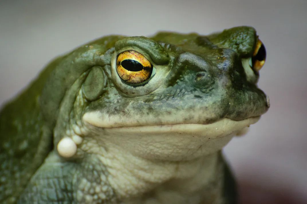 An extreme close-up of a Colorado River Toad.