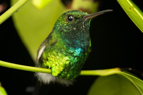 Puerto Rican Emerald Hummingbird in the Karst thumbnail