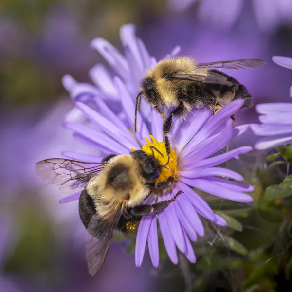 Two Bee's on a flower - Chincoteague Island VA thumbnail