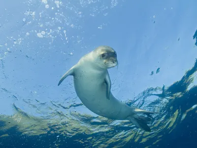 Mediterranean Monk Seals Hide in Underwater 'Bubble Caves' to Avoid Tourists During the Busy Summer Season, a Study Suggests image