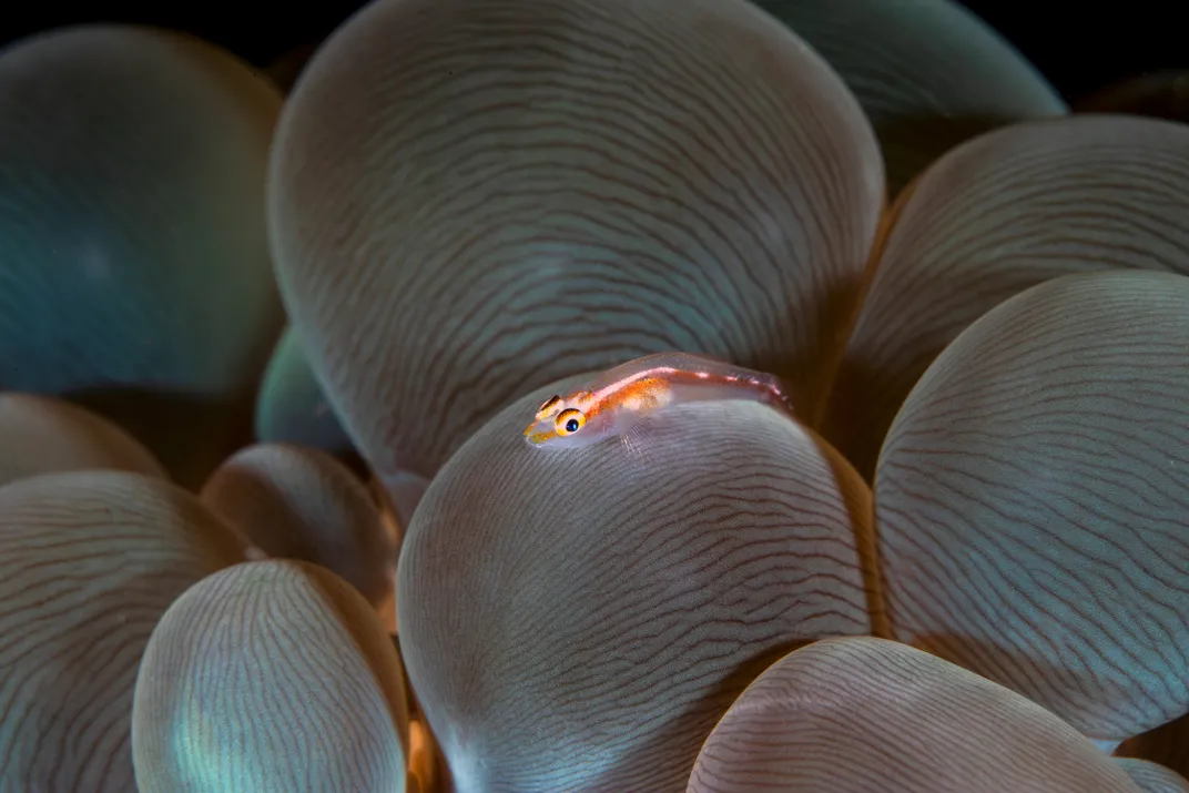a ghost gobby seemingly rests on bubble coral