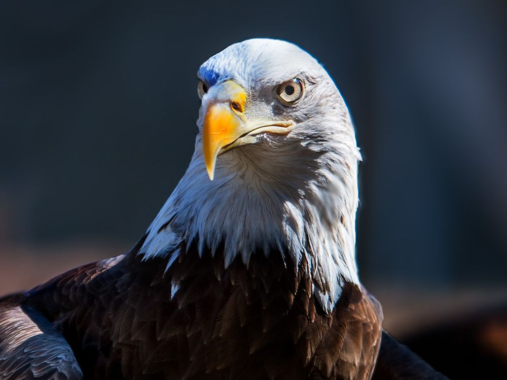 How Well Do You Know America s Bird Nine Fascinating Facts About The 