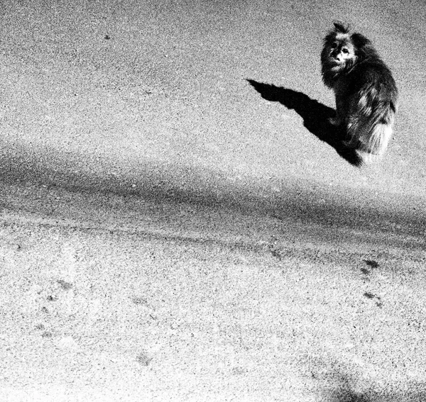 Lonely dog thumbnail